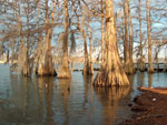tree picture: Cypress Tree