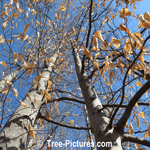 Beech Trees: American Species of Beeches, Growing in Forest with Leaves Still On In Early Spring | Beech at Tree-Pictures.com 