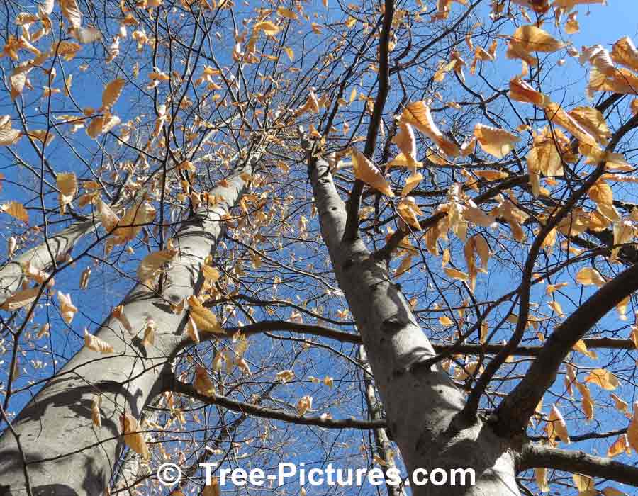 Beech Trees: American Species of Beeches, Growing in Forest with Leaves Still On In Early Spring
