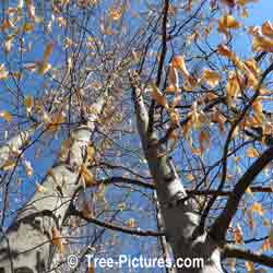 Beech Trees: American Species of Beeches, Growing in Forest with Leaves Still On In Early Spring