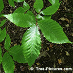  beech tree picture