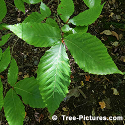 European Beech: Beech Tree Nut