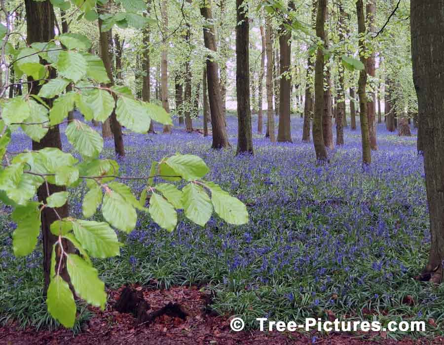 Beech Trees, Beech Leaves in the Blue Bell Forest in Spring, North London, UK