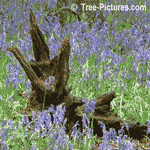 Britain is home to more than half of the world's population of bluebells