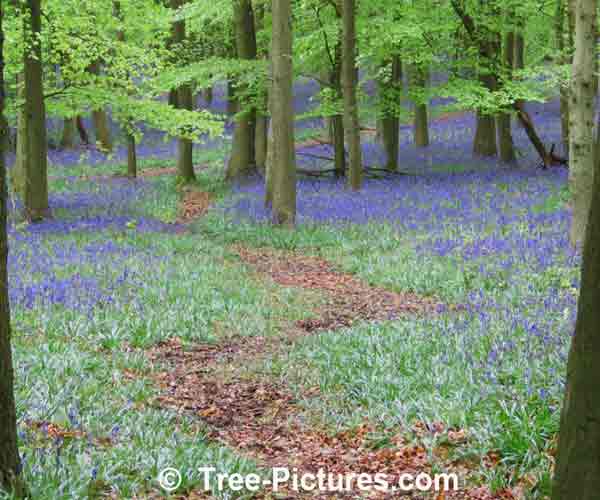 Bluebell: Bluebell Carpet Under The Beech Trees