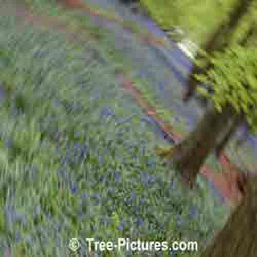 Bluebell: Bluebell Spin Picture