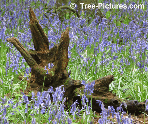 Bluebell : Beech Tree Stump Amongst The Bluebells