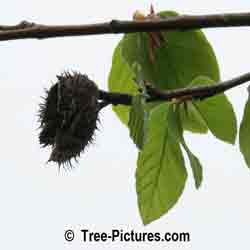 BEuropean Beech: Beech Tree Nut