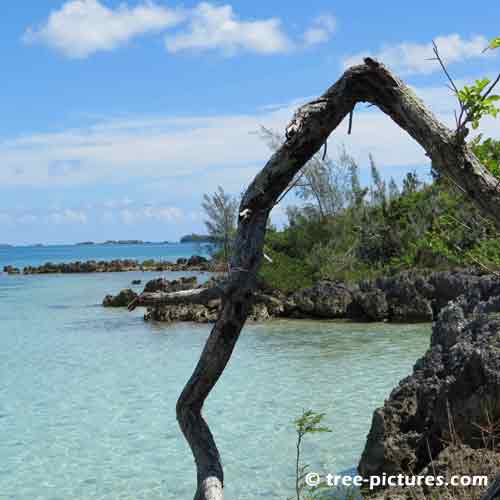 Bermuda Tree Pictures, Old Broken Tree Limb Photograph