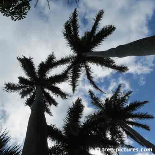 Bermuda Tree Pictures, Impressive Image of Tall Palm Trees