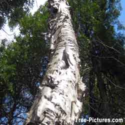 Birch Trees Paper Bark, White Birch Tree Bark Up Close