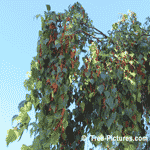 Birch Tree Catkins, White Birch Catkins Showing Good Year | Tree+Birch+Catkins @ Tree-Pictures.com