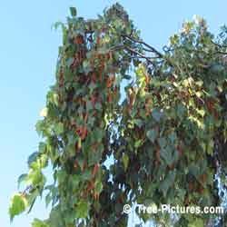 Birch Tree Catkins, White Birch Catkins Showing Good Year