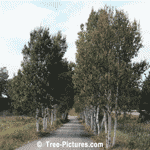 Birch Tree, Lane of Birch Trees on Abandoned Covered Bridge Road, New Brunswick | Tree+Birch+Lane @ Tree-Pictures.com