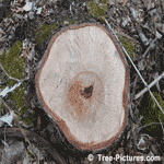 Birch Tree Wood, Cut White Birch Tree Stump Showing Growth Rings | Tree+Birch+Wood @ Tree-Pictures.com