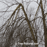 River Birch: Birch Branch Broken from Heavy Winter Ice Photo