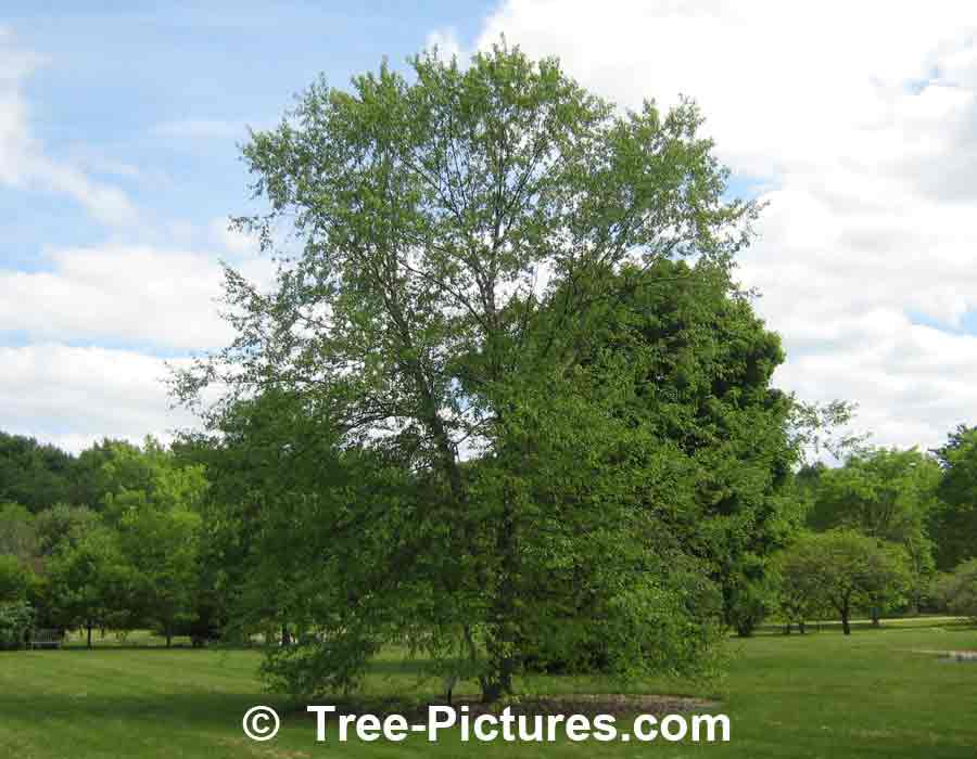 River Birch Tree | Trees:Birch:River at Tree-Pictures.com