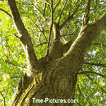 Butternut Tree Pictures: Close up of Butternut Trees Bark and Branches