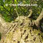 Butternut Tree Image
