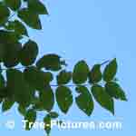 Butternut Tree