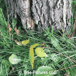Butternut Tree Pictures: Close up of Butternut Trees Bark, Leaf and Leaves