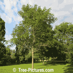 Butternut Tree Pictures: Butternut Tree at 12-15 years, No Butternuts Yet