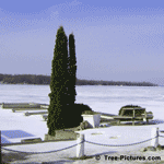 Cedar Tree, 2 Cedar Trees by the Waters Edge