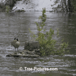 Cedar Tree: Cedar Growing in Center of Pond with Canada Goose