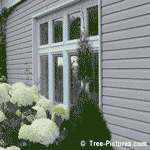 Cedar Tree; Landscape, Care, Identify Cedar Trees Image