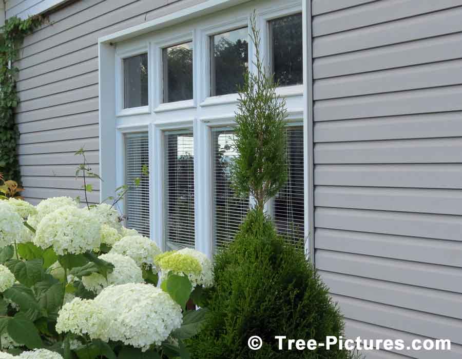 Cedar Trees, Ornamental Cedar in Landscaping Design