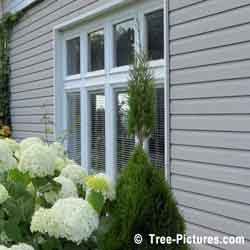 Cedar Tree, Cedar Landscaping Design