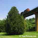tree picture