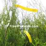 Picture of Cedar Trees 4 Sale  Tree-Pictures.com