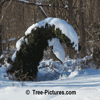 Cedars: Cedar Tree | Tree:Cedar+Emerald at Tree-Pictures.com