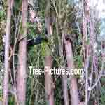 Picture of Cedar Tree Branches rearranged with bungy back into a pryamidal shape.  Tree-Pictures.com