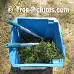 Cedar Tree Trimmmings - Every year or two trimming ones Pyramidal Cedars helps retain the cone shape | Tree-Pictures.com