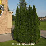 CedarTrees