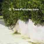 Cedar Trees protected by burlap, help keep Cedars green, as winter sidewalk salt browns the lower leaves - Tree-Pictures.com