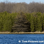 Cedar Trees