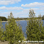 Cedar Trees