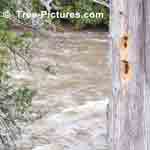 Cedar Tree Picture Diseased