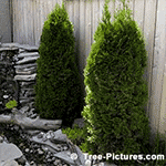 Cedar Tree Bark