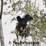 Types of Cedar: White Cedar Tree with Red Winged Black Bird Wild Life