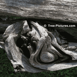 Cedar Tree Picture - Large Cedar Knot on a Split Rail Fence