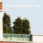 Cedar Tree Picture of Cedars on Roof deck to reduce side wind, sun and add a natural garden environment Tree-Pictures.com