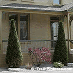 Types of Cedar Trees: Trimmed Pyramidal Cedar Tree Landscaping