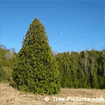 Cedar Tree Bark