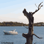 Old Cedar Tree Bermuda Picture