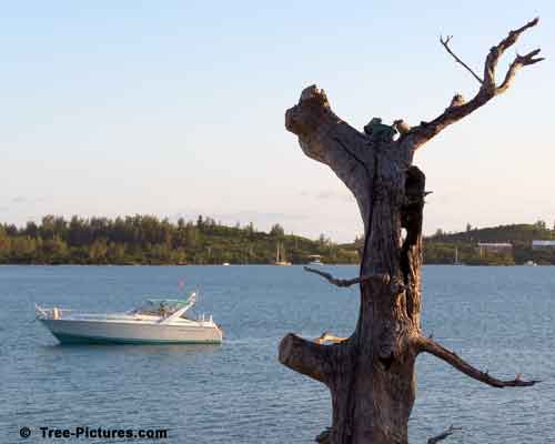 Cedar Tree Pictures, Old Cedar Tree Looking Over Paradise Blue Waters