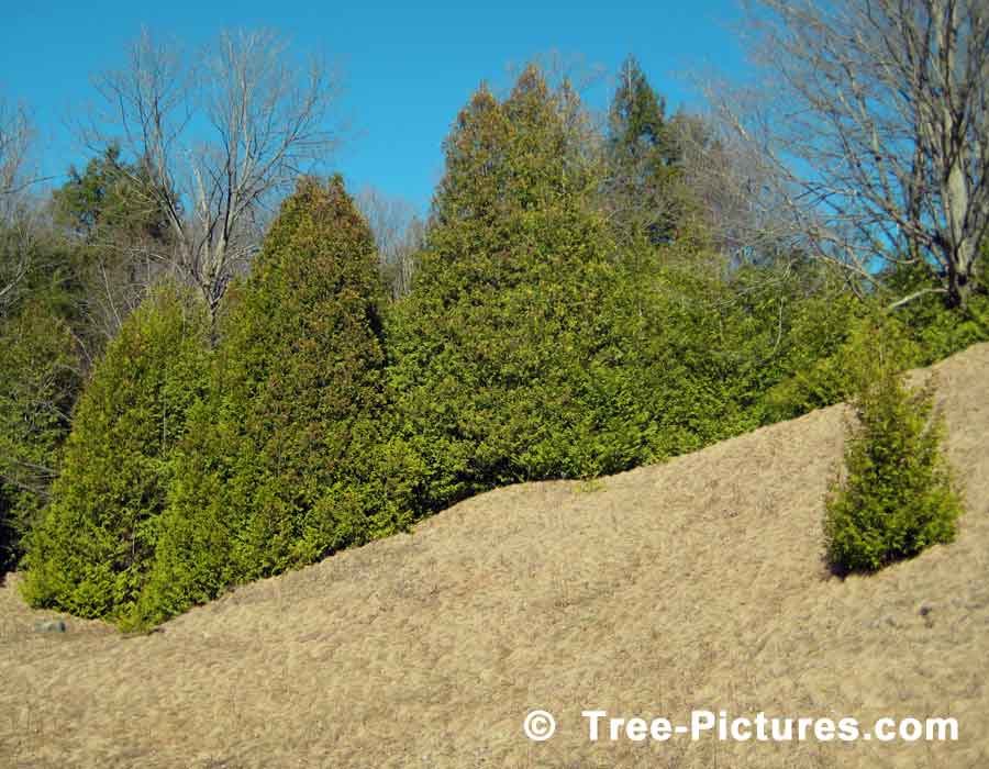 tree picture